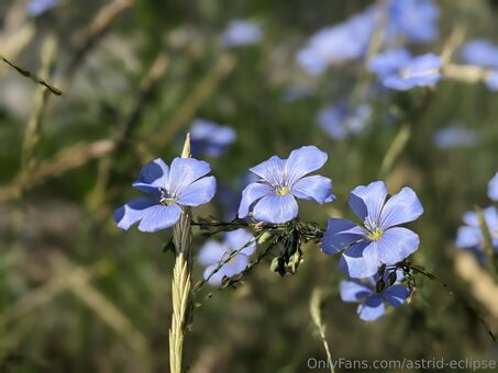 astrid-eclipse Nagie Wycieki OnlyFans Zdjęcie 16