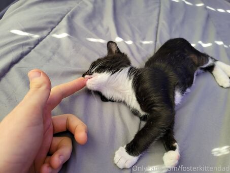fosterkittendad