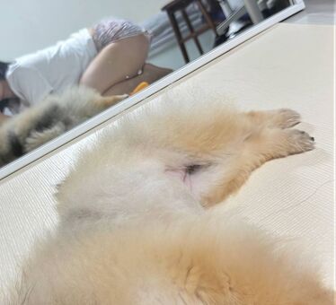 Heeheemoon